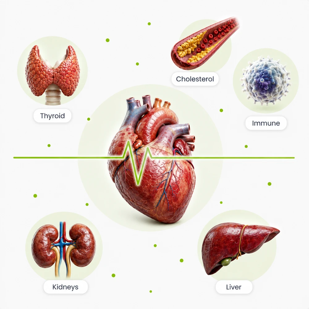 Anatomical illustration of the heart with thyroid, immune, liver, kidney and cholesterol labels